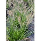 PENNISETUM alopecuroides 'Little Bunny' PENNISETUM alopecuroides 'Little Bunny'