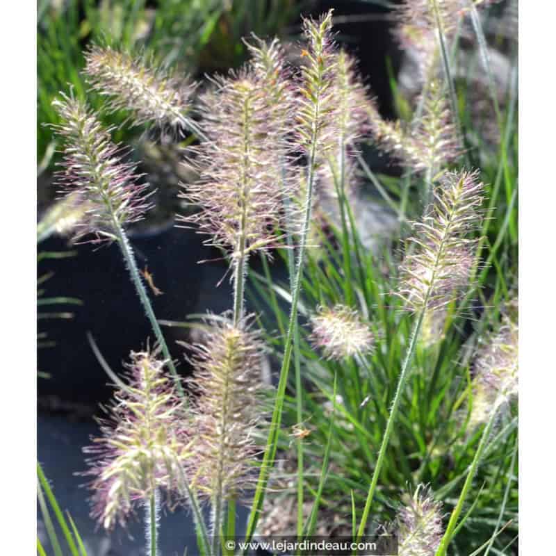 PENNISETUM alopecuroides 'Little Bunny' PENNISETUM alopecuroides 'Little Bunny'