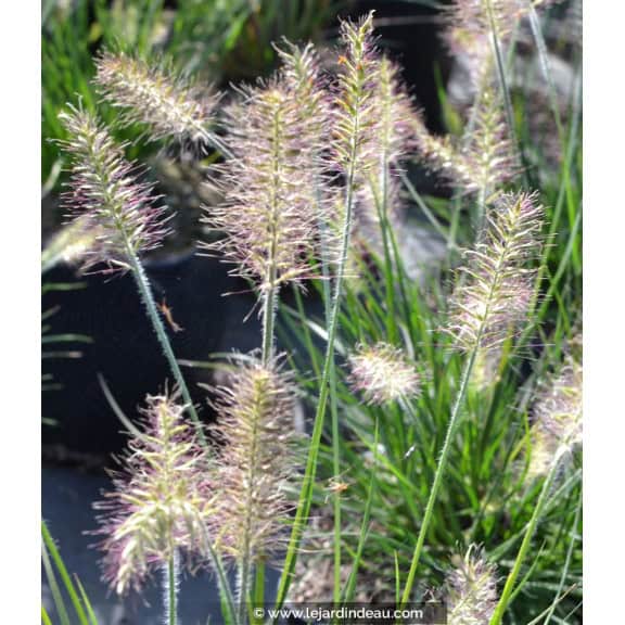 PENNISETUM alopecuroides 'Little Bunny'