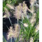 PENNISETUM alopecuroides 'Little Bunny' PENNISETUM alopecuroides 'Little Bunny'