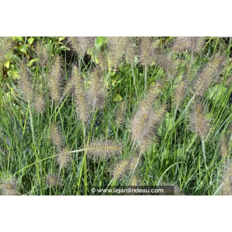 PENNISETUM alopecuroides 'Gelbstiel' PENNISETUM alopecuroides 'Gelbstiel'