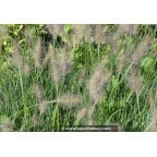 PENNISETUM alopecuroides 'Gelbstiel' PENNISETUM alopecuroides 'Gelbstiel'