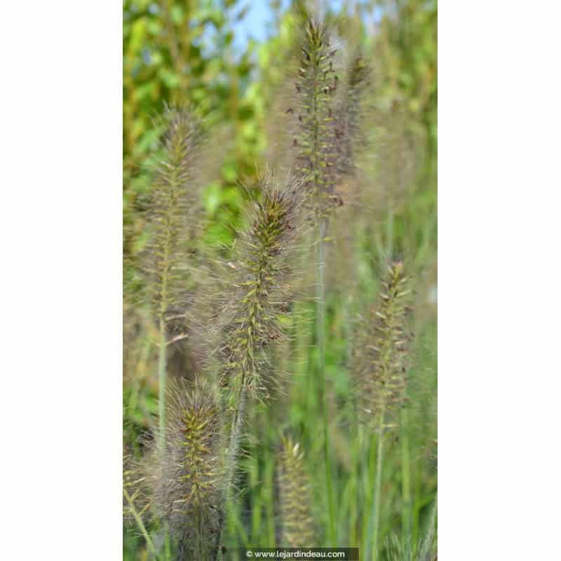 PENNISETUM alopecuroides 'Gelbstiel' PENNISETUM alopecuroides 'Gelbstiel'