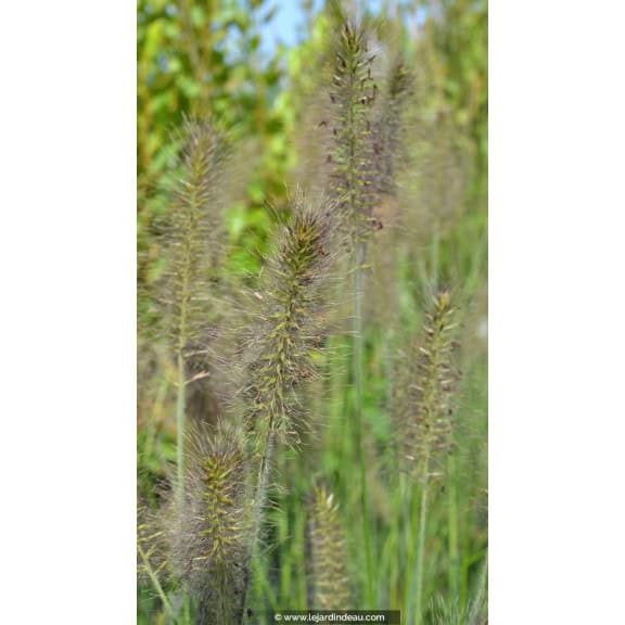 PENNISETUM alopecuroides 'Gelbstiel'