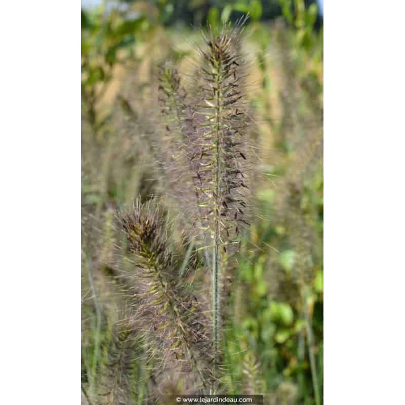 PENNISETUM alopecuroides 'Gelbstiel' PENNISETUM alopecuroides 'Gelbstiel'