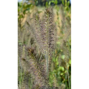 PENNISETUM alopecuroides \'Gelbstiel\' - Herbe aux écouvillons / African feather grass