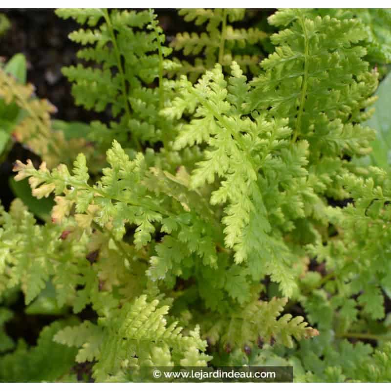 ATHYRIUM filix-femina ATHYRIUM filix-femina