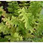ATHYRIUM filix-femina ATHYRIUM filix-femina
