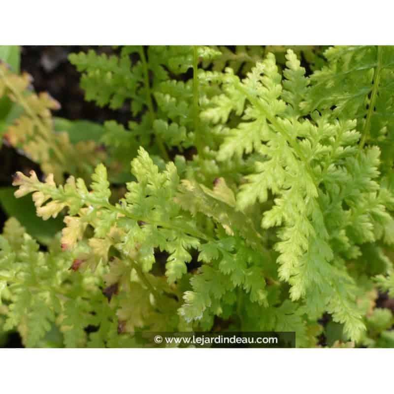 ATHYRIUM filix-femina ATHYRIUM filix-femina