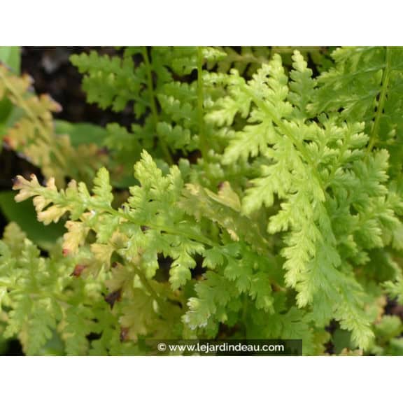 ATHYRIUM filix-femina