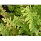 ATHYRIUM filix-femina ATHYRIUM filix-femina