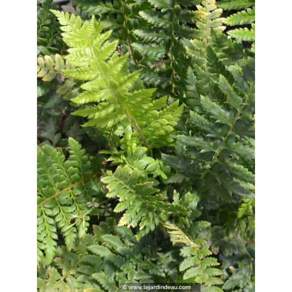 POLYSTICHUM aculeatum