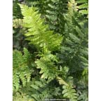 POLYSTICHUM aculeatum POLYSTICHUM aculeatum