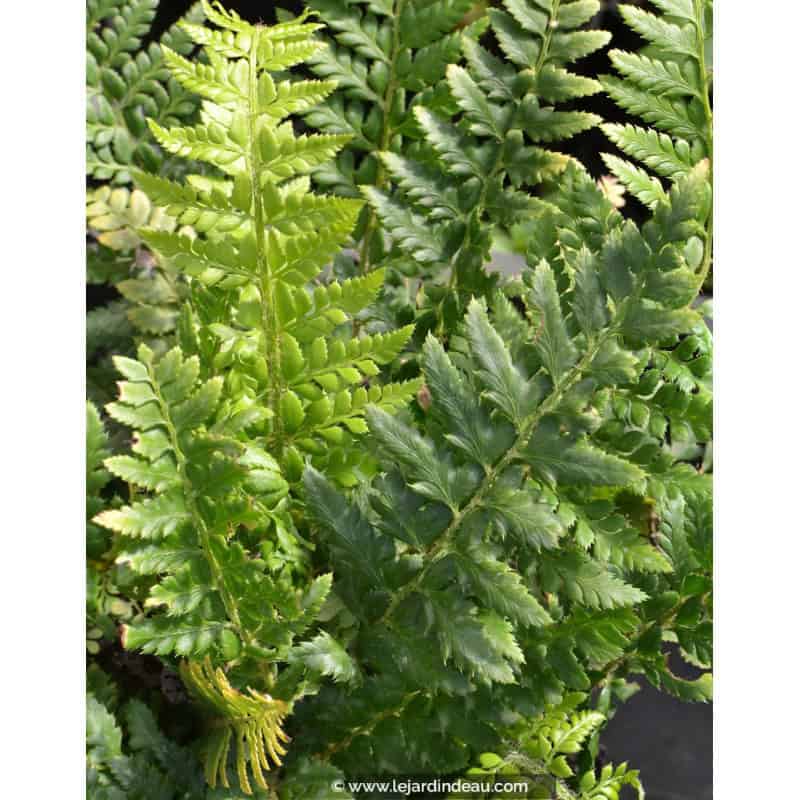 POLYSTICHUM aculeatum POLYSTICHUM aculeatum