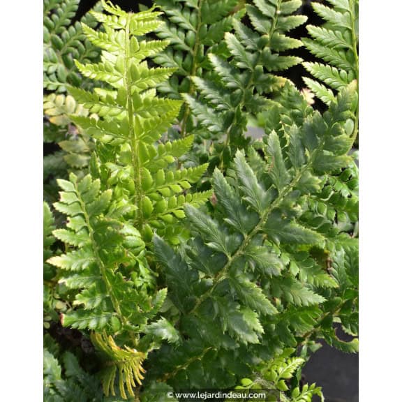 POLYSTICHUM aculeatum