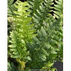 POLYSTICHUM aculeatum POLYSTICHUM aculeatum