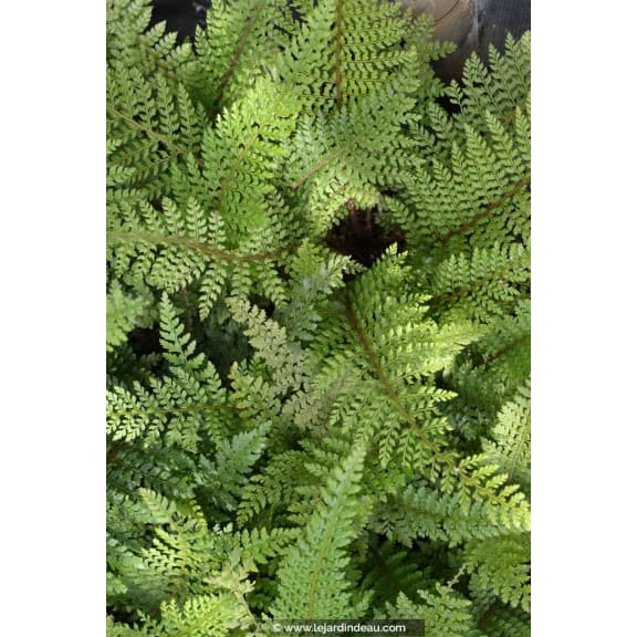POLYSTICHUM setiferum 'Herrenhausen'