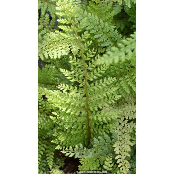 POLYSTICHUM setiferum 'Herrenhausen'