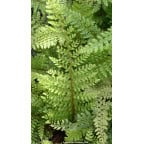 POLYSTICHUM setiferum 'Herrenhausen' POLYSTICHUM setiferum 'Herrenhausen'