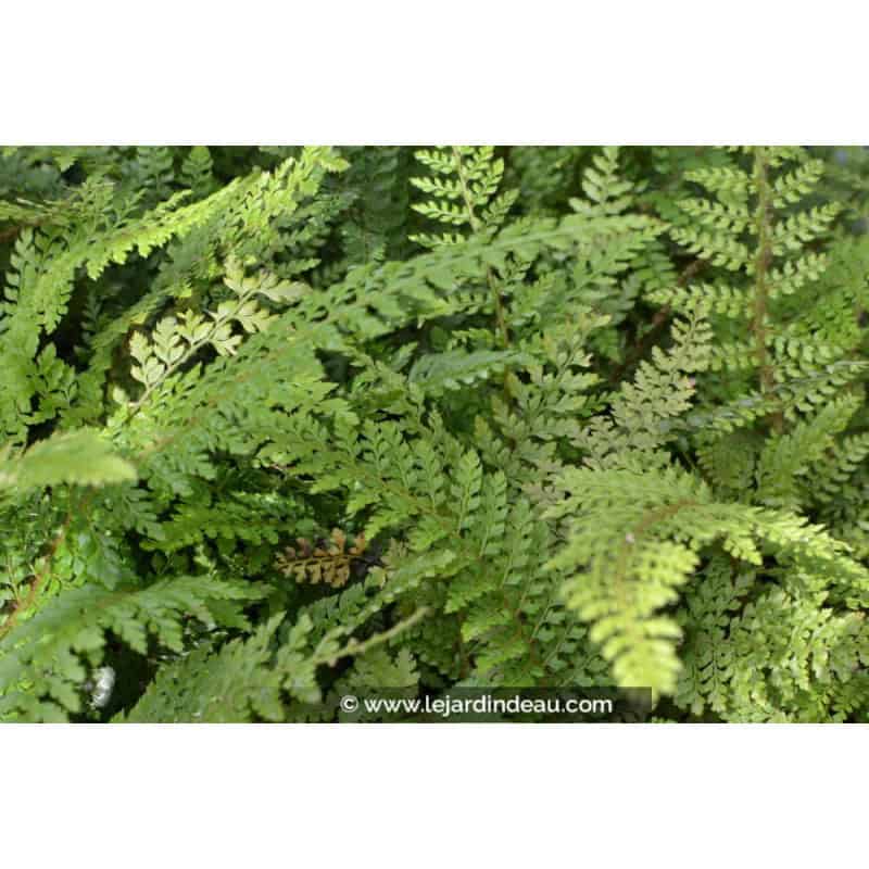 POLYSTICHUM setiferum 'Herrenhausen' POLYSTICHUM setiferum 'Herrenhausen'