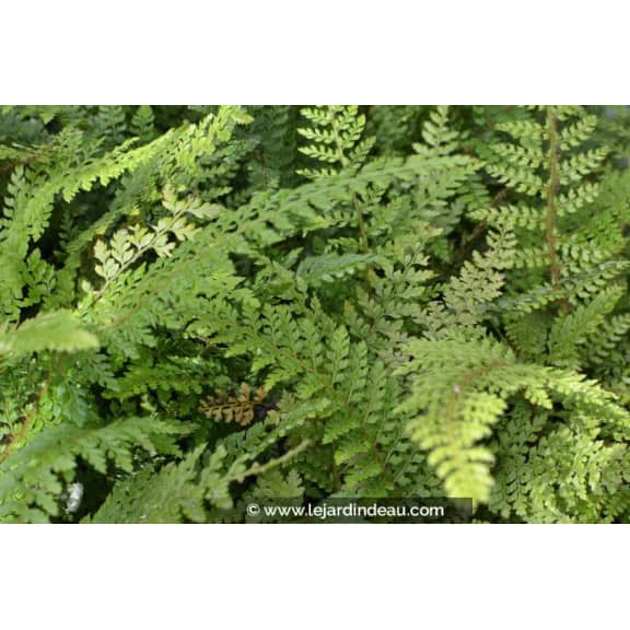 POLYSTICHUM setiferum 'Herrenhausen'