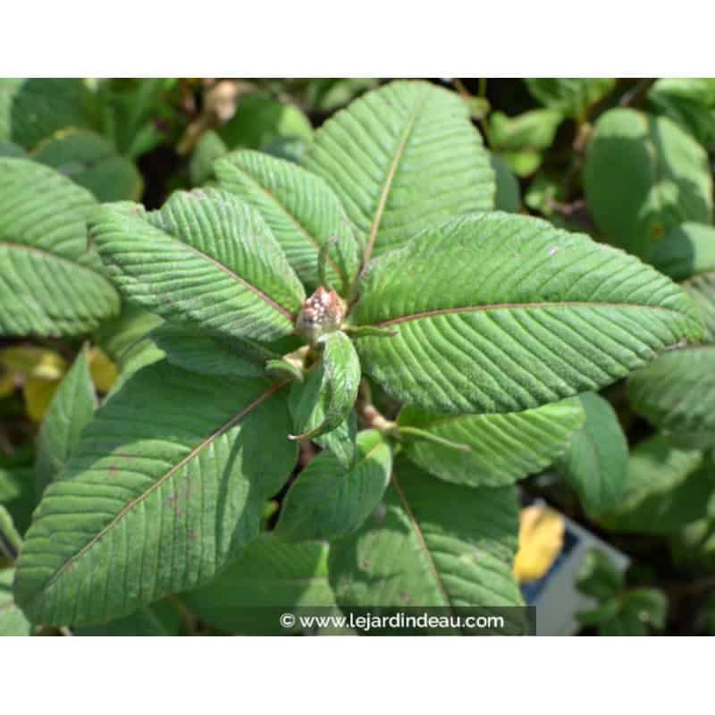 PERSICARIA campanulata 'Alba' PERSICARIA campanulata 'Alba'