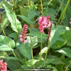 PERSICARIA amplexicaulis 'Orange Field'© PERSICARIA amplexicaulis 'Orange Field'©