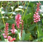 PERSICARIA amplexicaulis 'Orange Field'© PERSICARIA amplexicaulis 'Orange Field'©