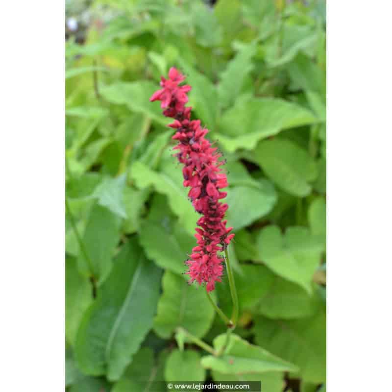 PERSICARIA amplexicaulis 'Fire Dance' PERSICARIA amplexicaulis 'Fire Dance'