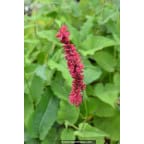 PERSICARIA amplexicaulis 'Fire Dance' PERSICARIA amplexicaulis 'Fire Dance'
