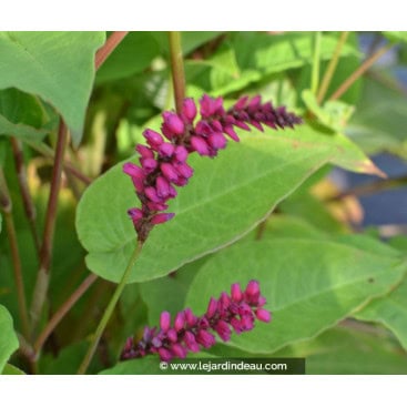 PERSICARIA amplexicaulis \'&eacute;pis pendants\' - Persicaire /  renou&eacute;e