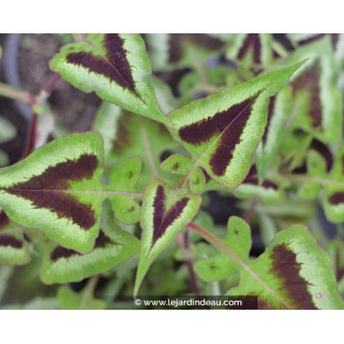 PERSICARIA runcinata \'Yunnan Giant\' - Renouée \'Yunnan Giant\'