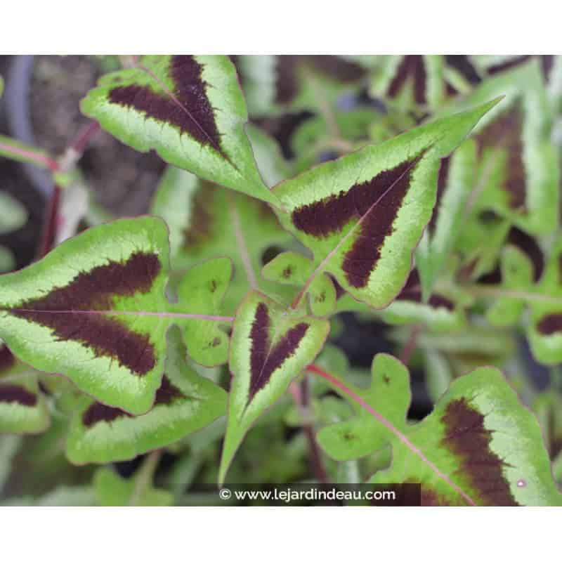 PERSICARIA runcinata 'Yunnan Giant' PERSICARIA runcinata 'Yunnan Giant'