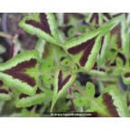 PERSICARIA runcinata 'Yunnan Giant' PERSICARIA runcinata 'Yunnan Giant'