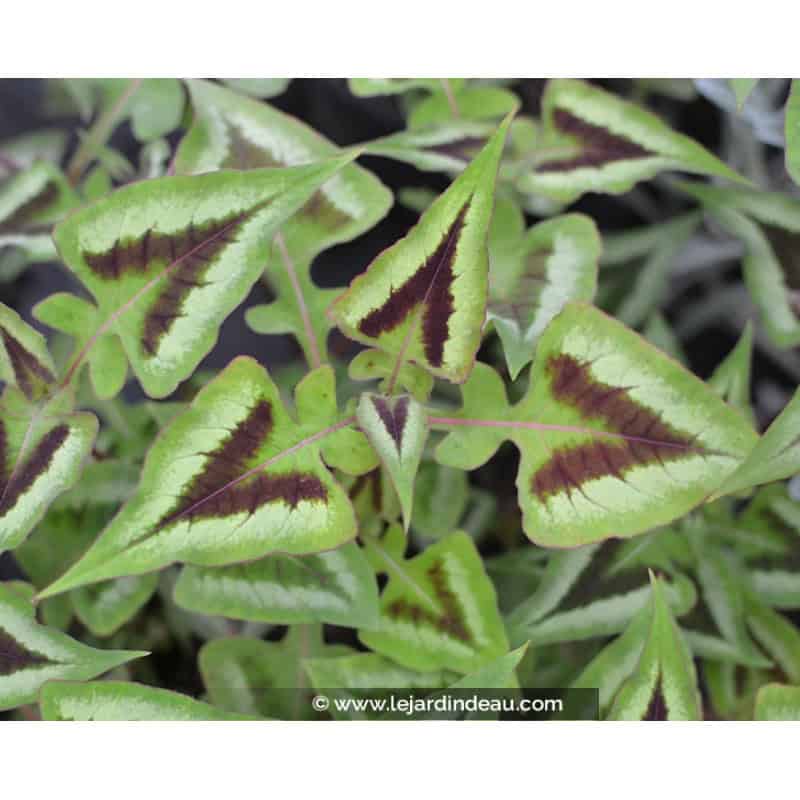 PERSICARIA runcinata 'Yunnan Giant' PERSICARIA runcinata 'Yunnan Giant'