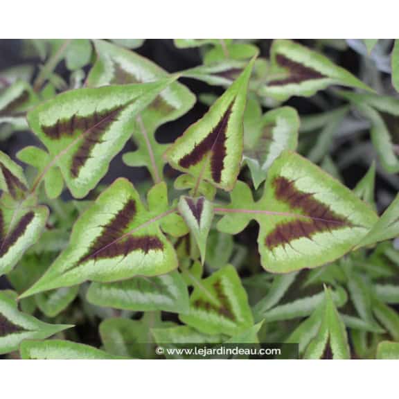 PERSICARIA runcinata 'Yunnan Giant'
