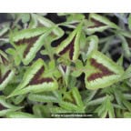PERSICARIA runcinata 'Yunnan Giant' PERSICARIA runcinata 'Yunnan Giant'