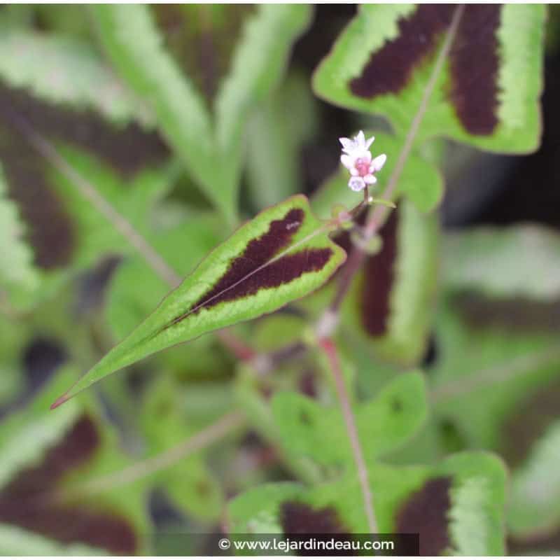 PERSICARIA runcinata 'Yunnan Giant' PERSICARIA runcinata 'Yunnan Giant'