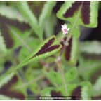 PERSICARIA runcinata 'Yunnan Giant' PERSICARIA runcinata 'Yunnan Giant'