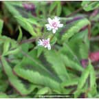 PERSICARIA runcinata 'Yunnan Giant' PERSICARIA runcinata 'Yunnan Giant'