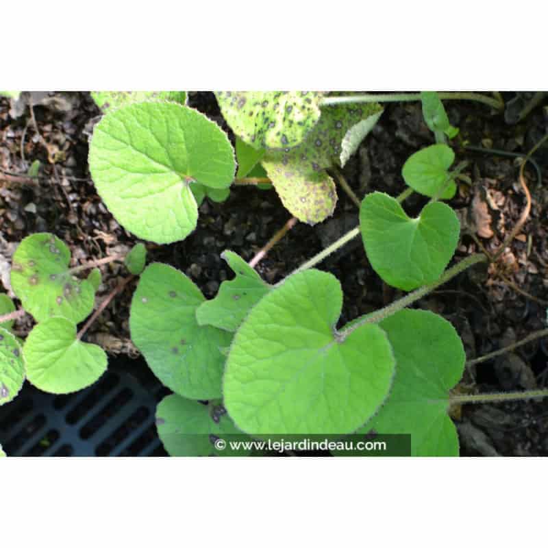 PETASITES fragrans PETASITES fragrans