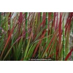 IMPERATA cylindrica 'Red Baron' IMPERATA cylindrica 'Red Baron'