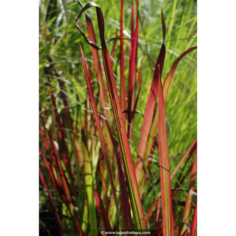 IMPERATA cylindrica 'Red Baron' IMPERATA cylindrica 'Red Baron'