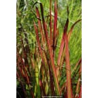 IMPERATA cylindrica 'Red Baron' IMPERATA cylindrica 'Red Baron'