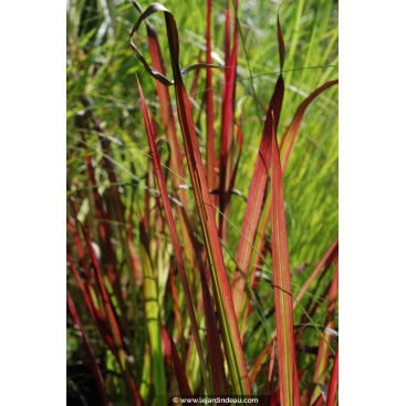 IMPERATA cylindrica \'Red Baron\' - Herbe sanglante \'Red Baron\'