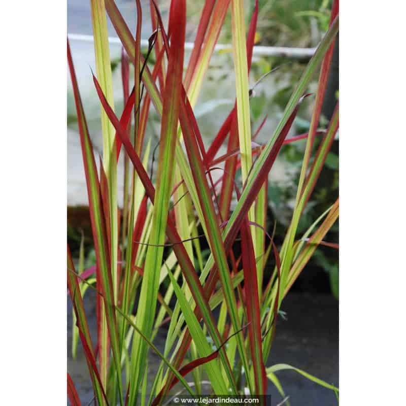 IMPERATA cylindrica 'Red Baron' IMPERATA cylindrica 'Red Baron'