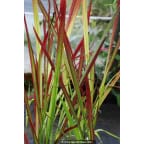 IMPERATA cylindrica 'Red Baron' IMPERATA cylindrica 'Red Baron'