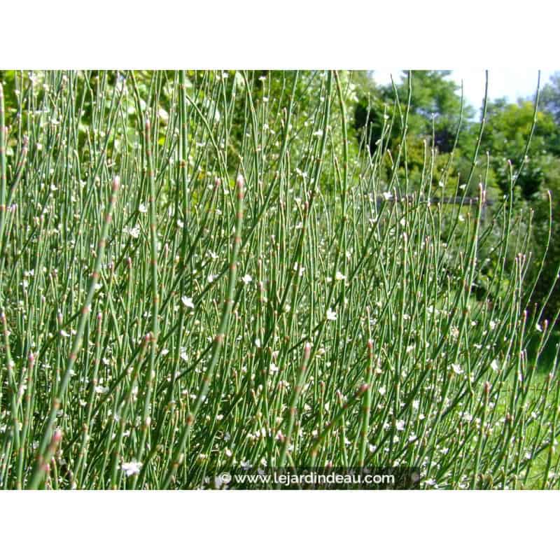 POLYGONUM scoparium POLYGONUM scoparium