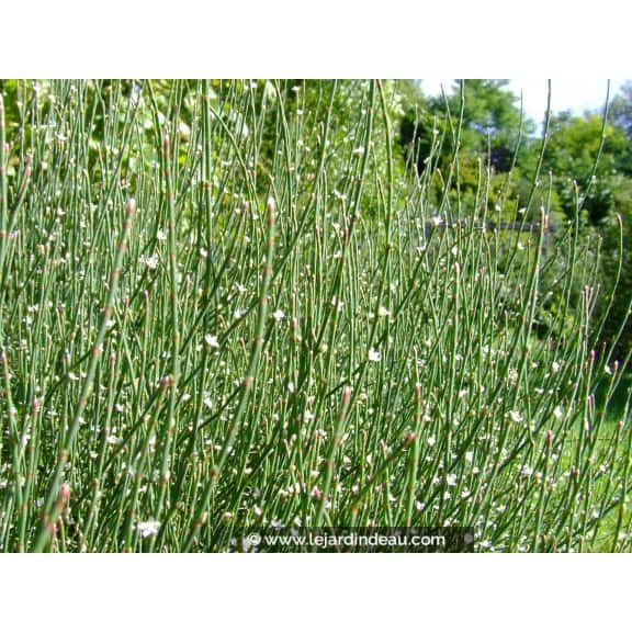 POLYGONUM scoparium