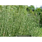 POLYGONUM scoparium POLYGONUM scoparium